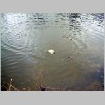 C.Lhota 3.4.2008 -32.JPG